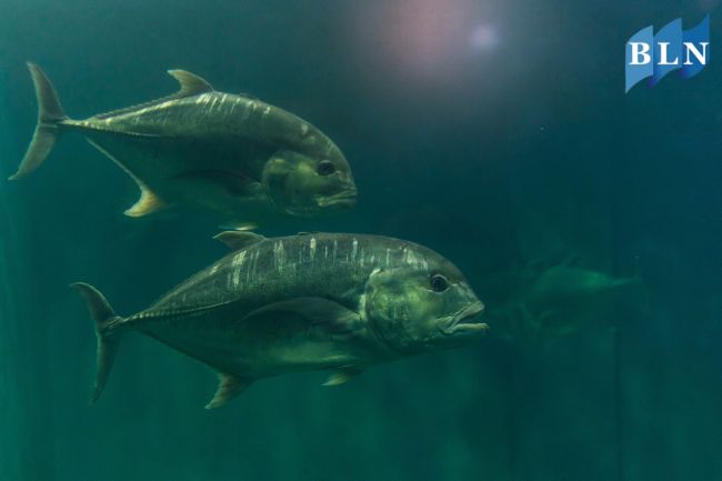 These Are Giant Trevally Fun Facts